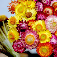 Sementes de Helichrysum Sempre-Viva (Sortida) Super ISLA