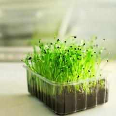 Imagem do Sementes Microverde Alho-Poró (500g) TOPSEED