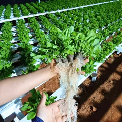 20X Bandeja de Mudas Biocompostáveis (100 células) VITALIZEM