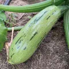 Sementes de Abobrinha Hibrida Brescia (50 Sementes) ISLA na internet