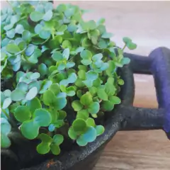 Sementes Brotos Microverdes de Mostarda Nayana ISLA - Cultiv.me