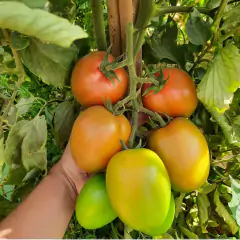 Sementes de Tomate Hibrido Saladete Lucca (50 Sementes) ISLA - Cultiv.me