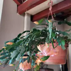 Cuia Veneza sem Prato (M-24x14,5) Cor Cerâmica RIQUEPLÁS - comprar online