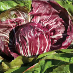 Sementes de Chicória Palla Rossa Precoce Blueline TOPSEED