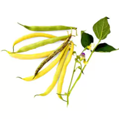 Sementes de Feijão Vagem Rasteiro Amarelo Baixo TOPSEED - loja online