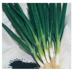 Sementes de Cebolinha (Nebuka Tiunegui) Blueline TOPSEED - comprar online