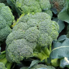 Sementes de Brócolis Calabrês de Cabeça TOPSEED na internet