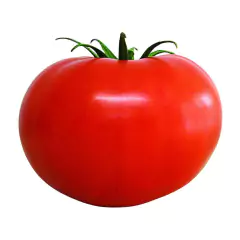 Sementes de Tomate Tropic Especial para Salada TOPSEED - comprar online