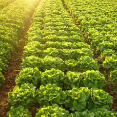 Sementes de Alface Crespa Repolhuda TOPSEED