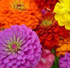Sementes Zinnia Dahliaflora Sortida ISLA - comprar online