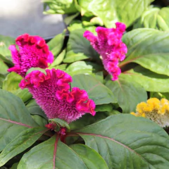 Sementes de Celósia/Crista-de-Galo Anã (Sortida) ISLA - Cultiv.me