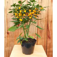 Imagem do Sementes de Pimenta Guadalajara (Biquinho Amarela) FELTRIN