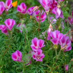 Sementes de Godétia Azaleia (Sortida) TOPSEED - Cultiv.me