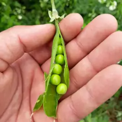 Sementes de Ervilha Eloá FELTRIN - Cultiv.me
