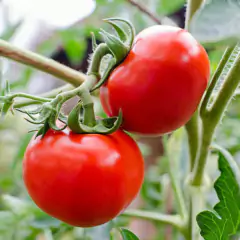 Sementes de Tomate Tropic Especial para Salada TOPSEED na internet