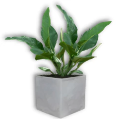 Vaso Cubo (20x20) Cor Antique Cimento VASART na internet