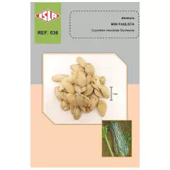Sementes de Abobora Mini Paulista Super ISLA - comprar online