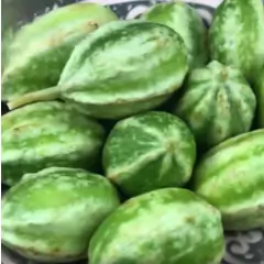 Sementes de Maxixe Liso Gibão TOPSEED - loja online