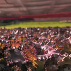 Sementes de Alface Carmim Crespa Peletizada (1000un) ISLA - loja online