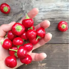 Sementes de Pimenta Bode (Vermelha) TOPSEED - comprar online