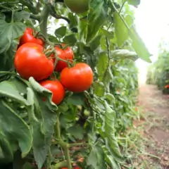 Sementes de Tomate Gaúcho Blueline TOPSEED - loja online