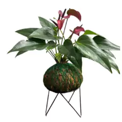 Imagem do Suporte Tripé para Kokedama T11 (10X13,5) Preto JC JARDIM