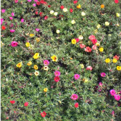 Sementes Portulaca Grandiflora (Sortida) Blueline TOPSEED na internet