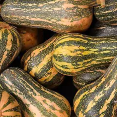 Sementes de Abóbora Paulista (Mini) TOPSEED na internet