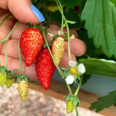 Sementes de Morango Ornamental Silvestre ISLA - Cultiv.me
