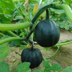 Sementes de Abóbora Mini Híbrida Pérola Negra ISLA - loja online