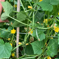 Sementes de Pepino Japonês Hibrido (Nagato) Super ISLA - comprar online