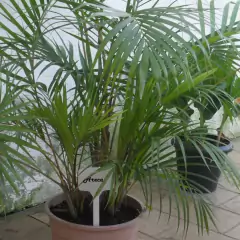 50X Placa Identificadora de Plantas (40cm) NUTRIPLAN