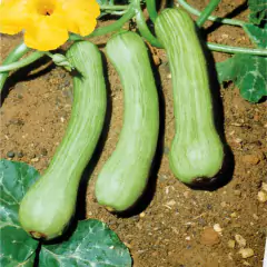 Sementes de Cravina Gaiety (Sortida) TOPSEED - comprar online