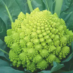 Sementes de Couve-Brócolis Romanesco Ottobrino ISLA - comprar online