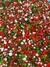 Sprinkles Comestibles Mágica Navidad! 50 Gramos - comprar online