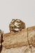 Anillo GLACIAR en internet