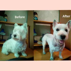 Corta Pelo Para Mascotas Maquina Canina + Accesorios en internet