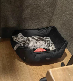 Cama Moisés Cucha De Pana Para Mascotas Mediana Perros Gatos Negro - tienda online