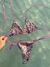 Bikini Floral Bloom en internet