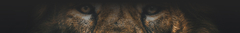 Banner da categoria Animais