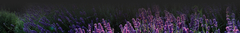 Banner da categoria Flores e Plantas