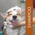 Shampoo Neutro Tangerina Banho E Tosa Cães Gatos Premium- 1l - Suporte Pet 