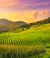 Vinhos Italianos