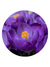 • Óleo Absoluto de Violeta Folhas