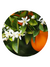 • Óleo Essencial de Petitgrain - Flor e Folhas - comprar online