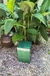 CUBO VERDE- NEGRO - comprar online