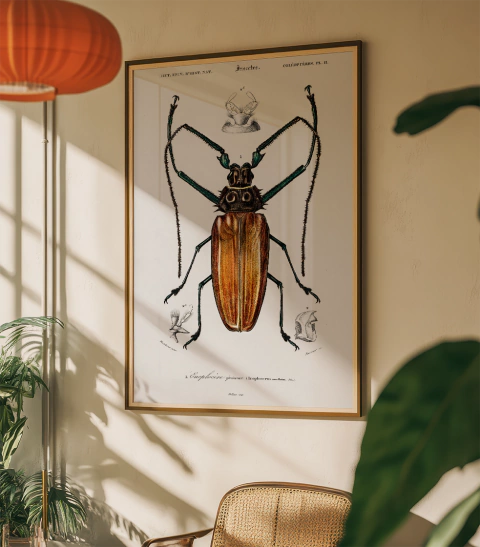 CUADRO ENOPLOCERUS ARMILLATUS 01 - comprar online