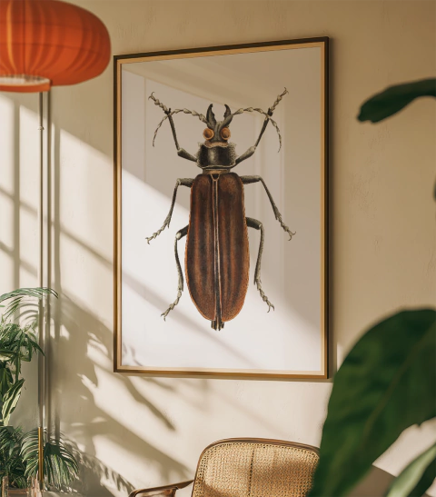 CUADRO ENOPLOCERUS ARMILLATUS 02 - comprar online