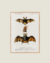 CUADRO COOL BAT 01 - comprar online
