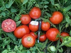 venta de semillas tomate industria